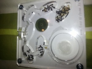 [Blog] Les Camponotus lateralis d'Antslore, 6.jpg