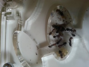 [Blog] Les Camponotus lateralis d'Antslore, 7.jpg