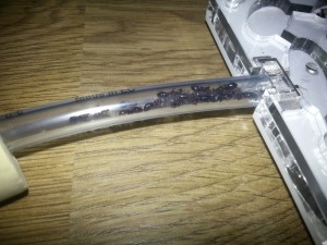 [Blog] Les Camponotus lateralis d'Antslore, 10.jpg