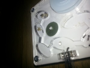 [Blog] Les Camponotus lateralis d'Antslore, 11.jpg