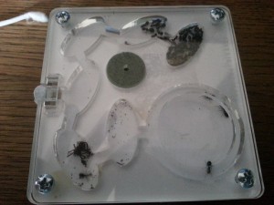 [Blog] Les Camponotus lateralis d'Antslore, 14.jpg