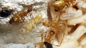 [Blog] Camponotus cf. pseudoirritans, P1020776.JPG