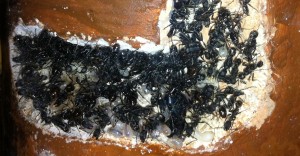 Mes Aphaenogaster senilis, Photo6.jpg