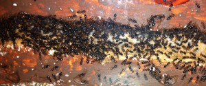 [Blog] Crematogaster scutellaris, Photo9.jpg