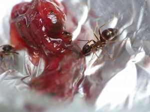 [Q/R] L'histoire d'une colonie de Lasius, LE12.JPG