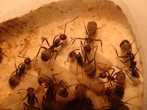 Fiche Camponotus nicobarensis, fiche 016.JPG