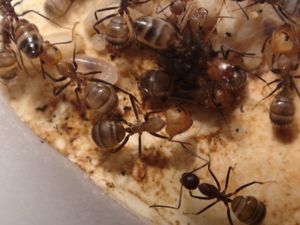 Fiche Camponotus nicobarensis, fiche 022.JPG