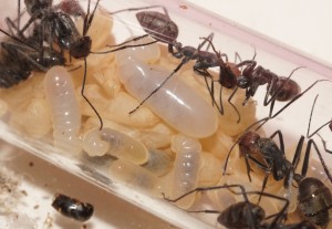 [Blog] Camponotus singularis (funkyben), DSC00150.JPG