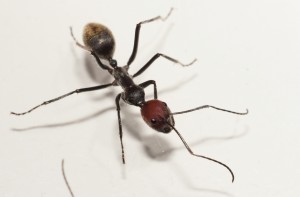 [Blog] Camponotus singularis (funkyben), DSC00196.JPG