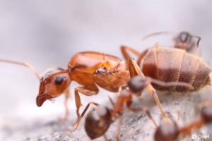 Identification fourmi jaune, lasius emarginatus gyne 1.jpeg