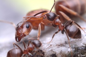 Identification fourmi jaune, lasius emarginatus gyne 3.jpeg