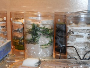 Nid creusable avec algues, Commensaux pour Messor barbarus ?