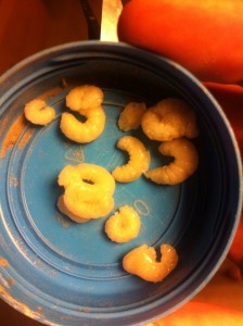 Larve de reine d'abeilles, Larve.jpg