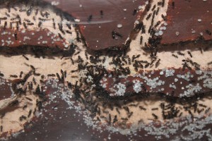 [Blog] Mes Tapinoma erratica, Photo4.jpg