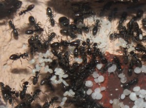 [Blog] Mes Tapinoma erratica, Photo5.jpg