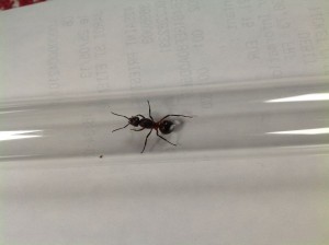 [Formica rufa] Identification de gyne, image.jpg