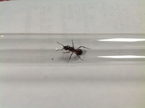 [Formica rufa] Identification de gyne, image.jpg