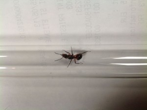 [Formica rufa] Identification de gyne, image.jpg