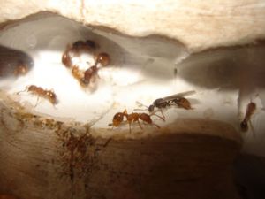 une fourmi ailée, Mes colonies (funkyben)