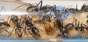 [Blog] Camponotus singularis (funkyben), DSC00252.JPG