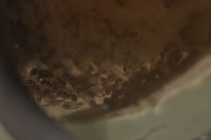 **Fin** [Blog] Pheidole pallidula de Matty, pheid01.JPG