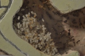 **Fin** [Blog] Pheidole pallidula de Matty, pheid02.JPG