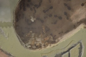**Fin** [Blog] Pheidole pallidula de Matty, pheid04.JPG