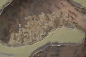**Fin** [Blog] Pheidole pallidula de Matty, pheid03.JPG