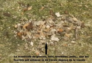 Monticule que les fourmis ont entassé au-dessus de l'endroit où j'avais posé de la viande, [Tetramorium et Temnothorax] Ignorante cherchant à identifier deux espèces de fourmis