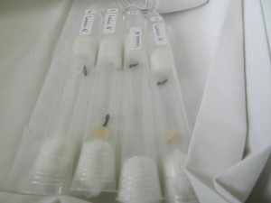 [Lasius] Gynes noires, DSCN2931__1370686129_81.48.18.141.jpg
