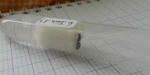 [Lasius] Gynes noires, 2.2 retouchée.jpg