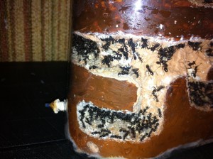 Mes Aphaenogaster senilis, Photo10.jpg