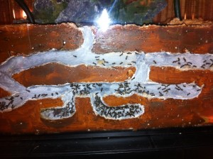 [Blog] Les Formica fusca de Raphaël, Photo2.jpg
