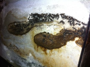 [Blog] Les Formica fusca de Raphaël, Photo5.jpg