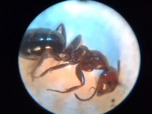 [Pheidole, Aphaenogaster et Camponotus] 4 petites ouvrières, Picture 59.jpg