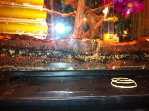 [Blog] Crematogaster scutellaris, Photo11.jpg