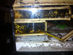 [Blog] Crematogaster scutellaris, Photo12.jpg