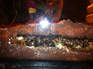 [Blog] Crematogaster scutellaris, Photo13.jpg