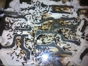 Mes Formica sanguinea 2, Photo6.jpg