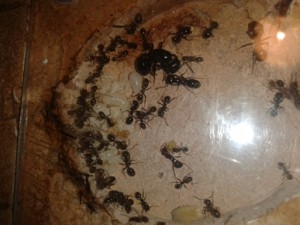 On peut apercevoir de très grosses larves ! :), Ma colonie de Messor barbarus