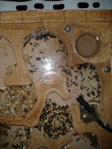 Sur celle ci on aperçois 2 major en bas !, Ma colonie de Messor barbarus