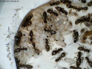 Larves au stade 3, venant de tissées leur cocon. On observe des nymphes nues, j'ai été un peu large sur l'humidification., [Blog] Colonie de Lasius sp de Lockmar