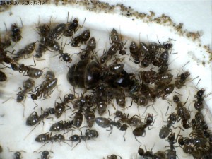 La gyne, sa cour et ses oeufs., [Blog] Colonie de Lasius sp de Lockmar