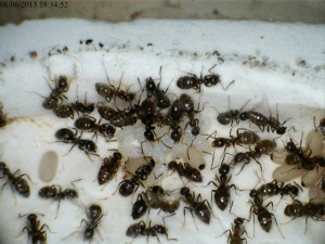 Là, c'est pelle-mèle, oeufs, nymphes et cocons. Noter le méconium sur le bas des cocons (on mange bien à la cantoche !)., [Blog] Colonie de Lasius sp de Lockmar