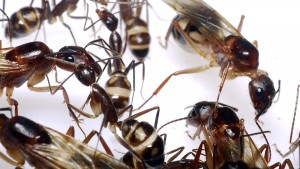 **Fin** [Blog] Camponotus substitutus, P1020800.JPG