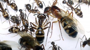 **Fin** [Blog] Camponotus substitutus, P1020798.JPG
