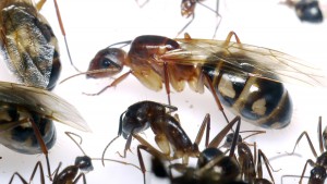Femelle Camponotus substitutus, **Fin** [Blog] Camponotus substitutus