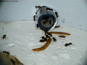 Petite scène de chasse aux vers de farine., [Blog] Colonie de Lasius sp de Lockmar