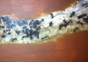 [Blog] Les Messor barbarus de raphael35, Photo10.jpg