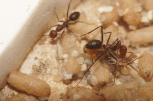 Mes colonies (funkyben), DSC00335.JPG